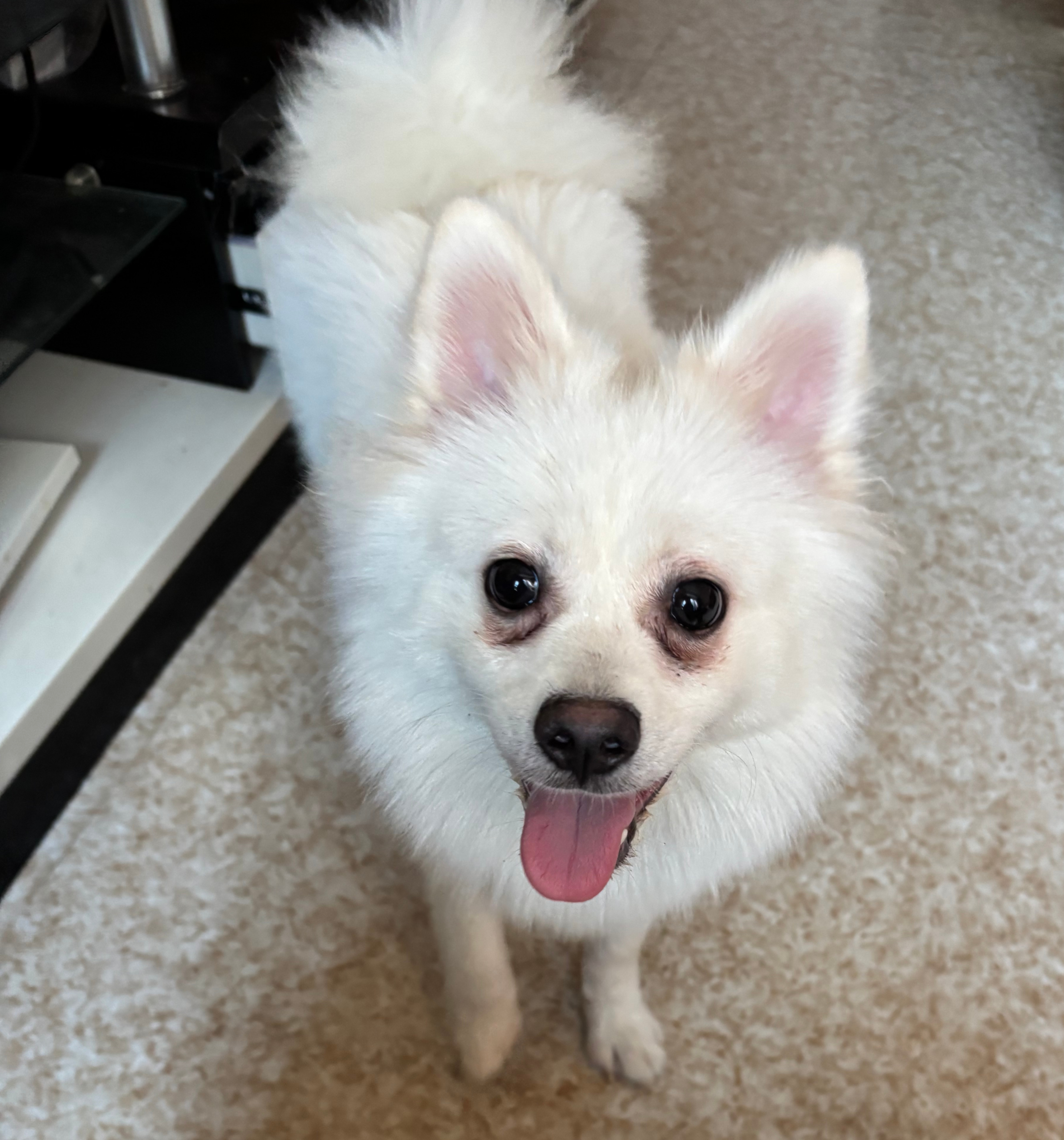大壮，纯白纯种博美犬